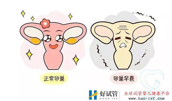 卵巢早衰做试管婴儿的成功率多大，是自卵还是供卵好？(图1)