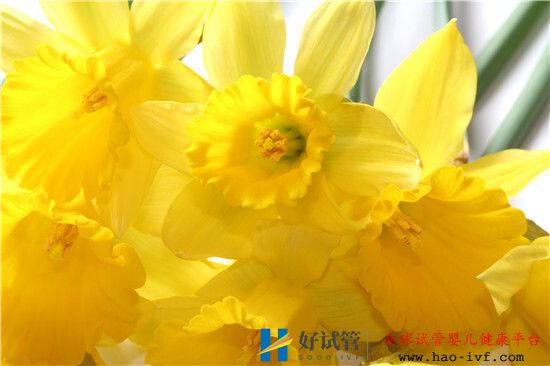 试管婴儿成功怀孕后为什么要控制体重?(图2) 试管婴儿成功怀孕后为什么要控制体重?(图2)