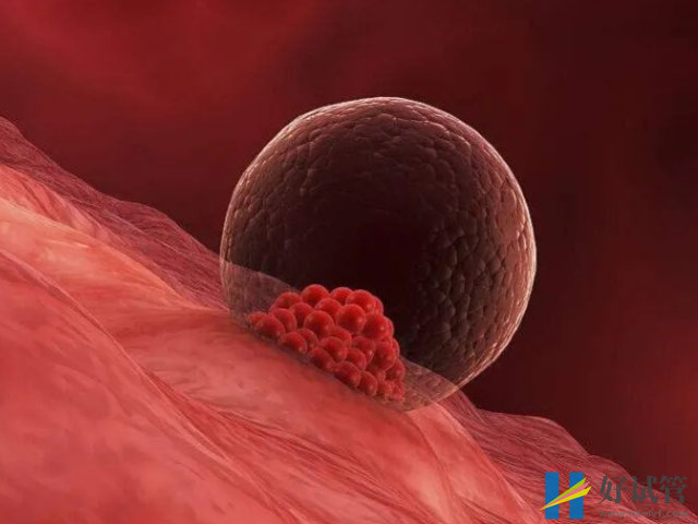 试管移植后做好这5点,轻松让胚胎健康着床宫内!(图1) 胚胎移植后是着床关键