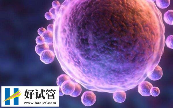 试管冻卵对卵子有什么影响(图1) 冻卵可能会伤害卵子膜的完整性