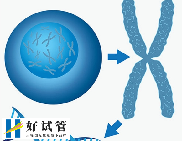 老夫妇三代试管婴儿成功率高吗？试管价格详细清单(图1)