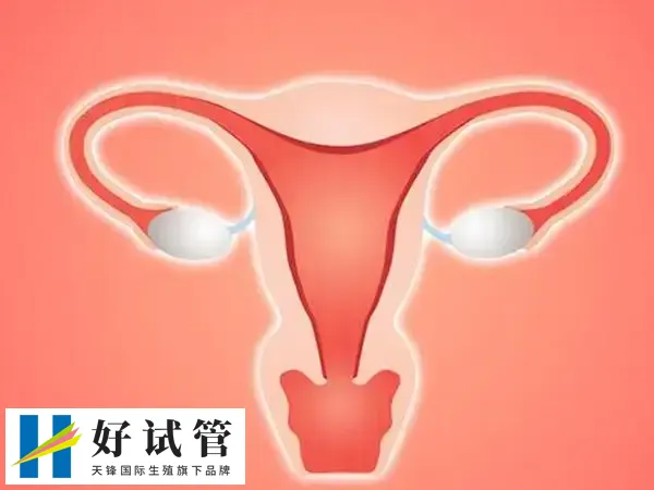 卵巢功能减退会降低试管成功率