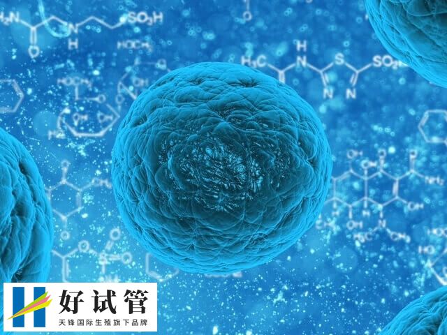 胚胎4ac和4bb哪个好点(图1) 4AC胚胎滋养层细胞数量稀少