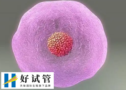 HCG值可以判断胎儿发育情况