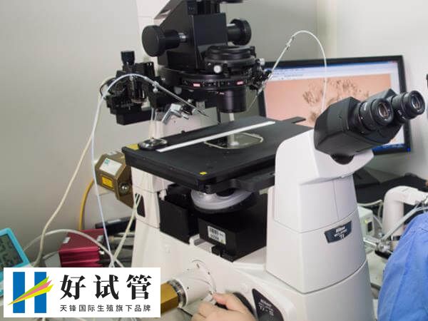 鲜胚移植的成功率高