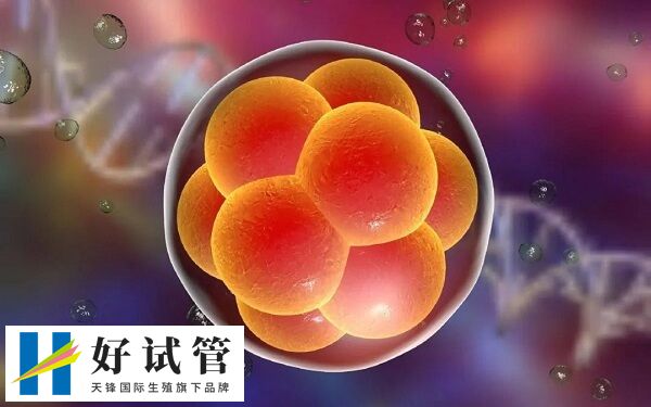 自然周期可以移植鲜胚