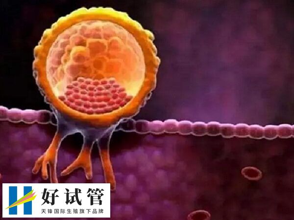 内膜的厚度达到8-15mm左右可移植胚胎