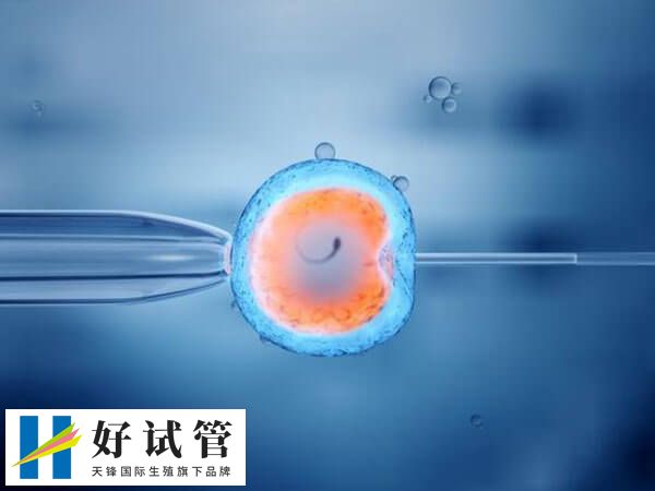 卵子干细胞技术能提高卵子质量