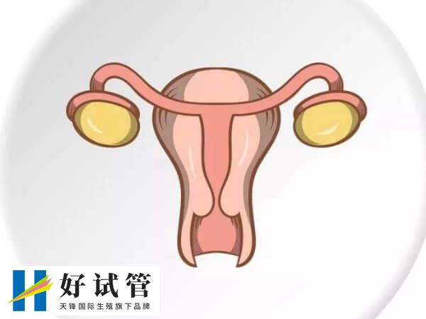 高龄做试管要检查AMH