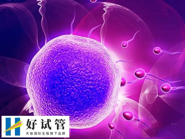 试管短方案对身体的伤害有哪些(图1) 试管短方案相对长方案时间较短