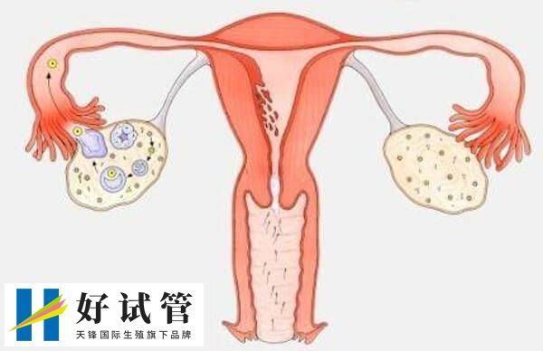 女人过了三十为何不建议生孩子(图1) 随着年龄增长女性卵巢功能逐渐衰退